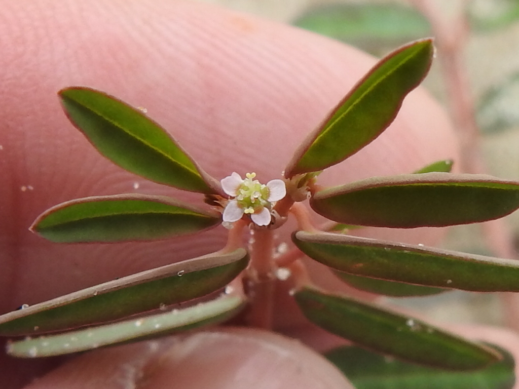 Euphorbia bombensis