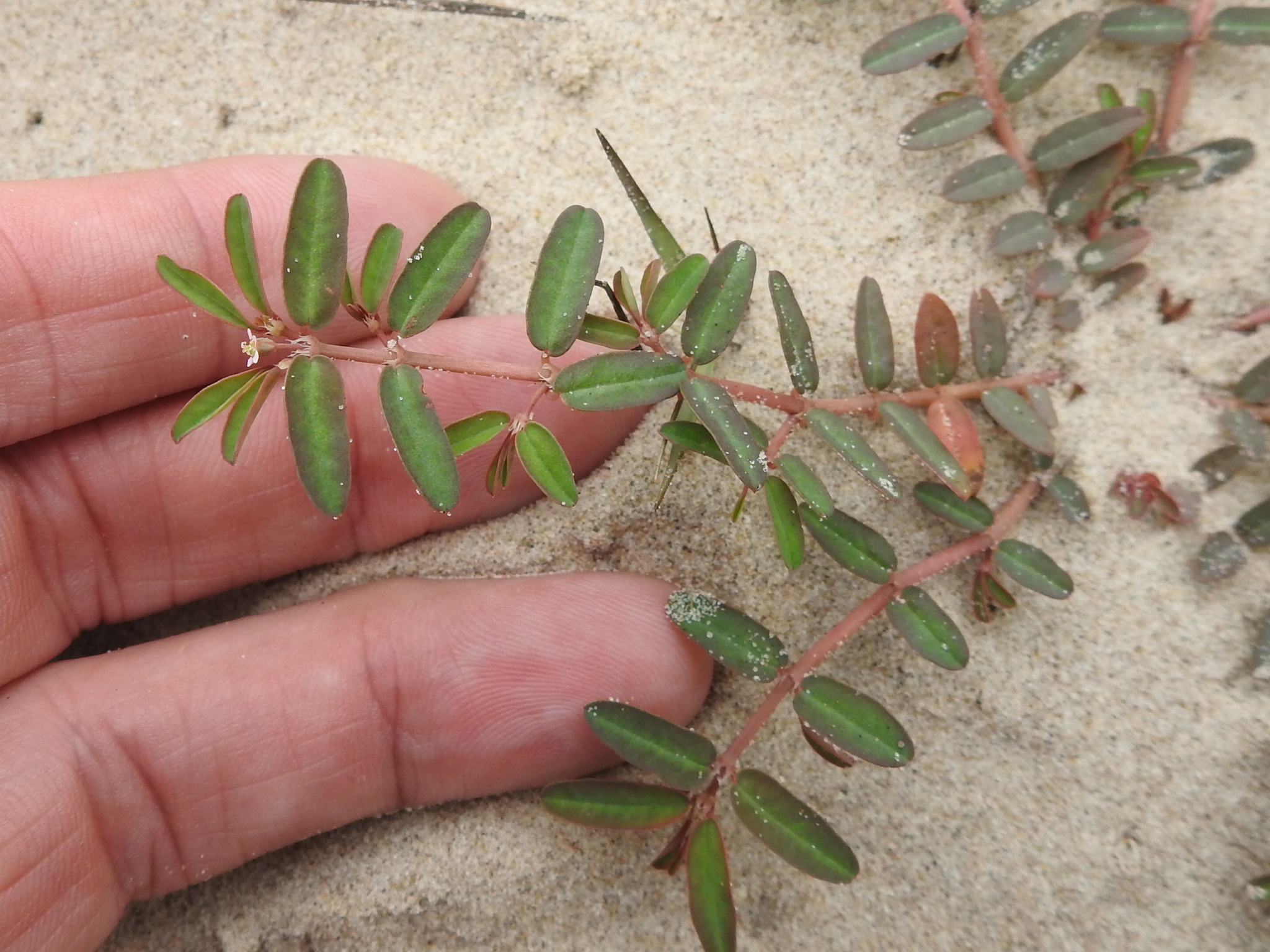 Euphorbia bombensis 2