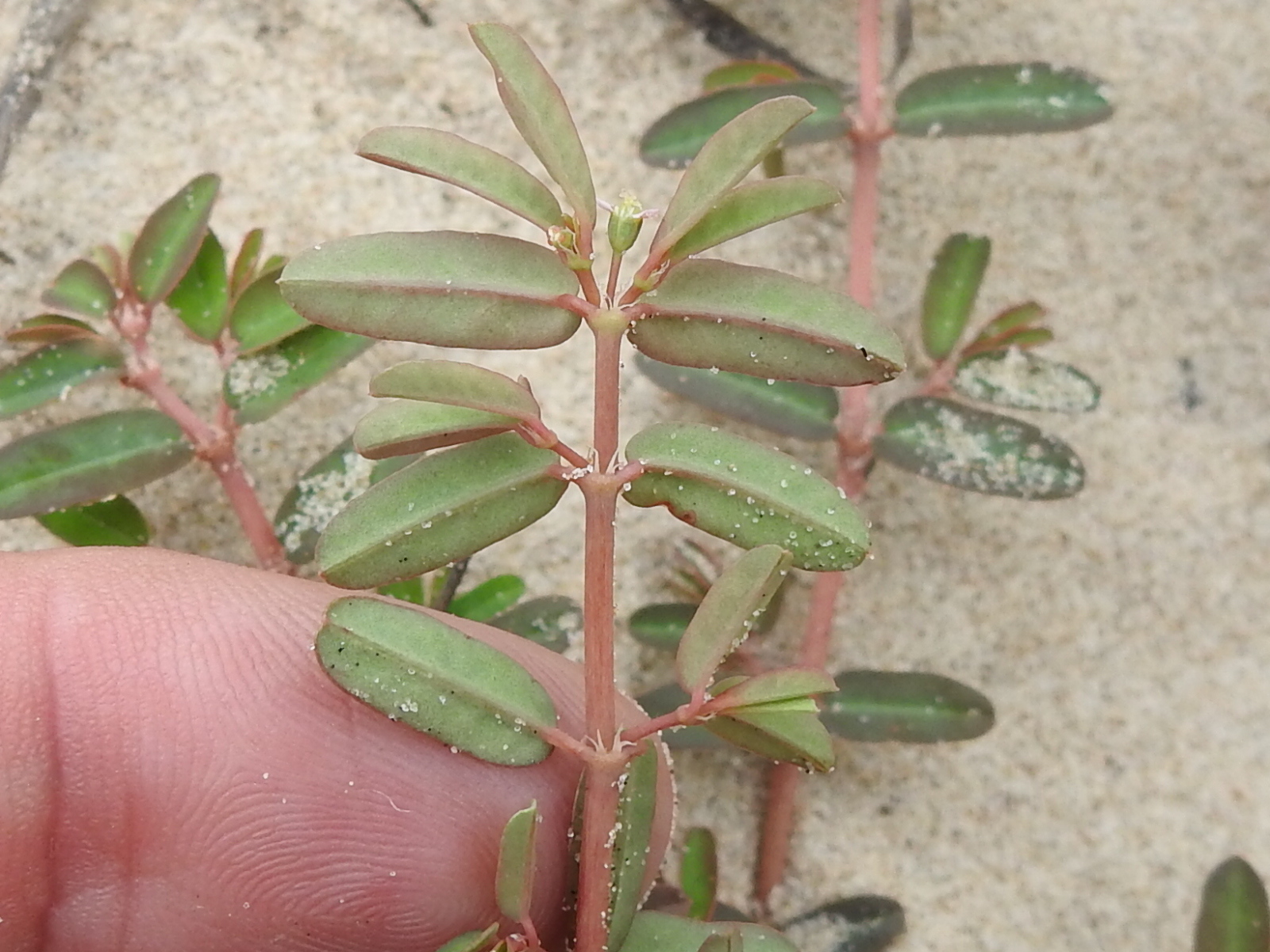Euphorbia bombensis 3
