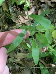 Borodinia canadensis