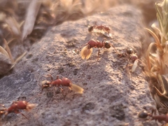 Veromessor chicoensis