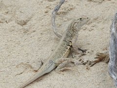 Holbrookia propinqua