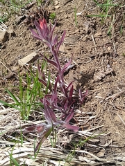 Castilleja hispida acuta