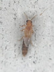 Distremocephalus texanus