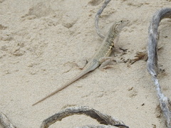 Holbrookia propinqua