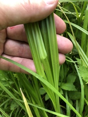 Carex conjuncta