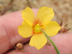 Linum alatum