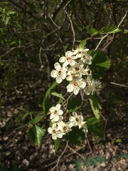 Crataegus canadensis