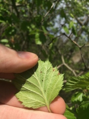 Crataegus canadensis