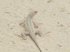 Holbrookia propinqua