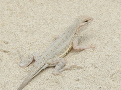 Holbrookia propinqua