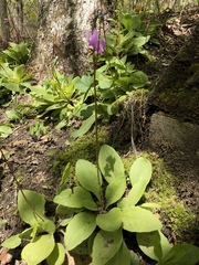 Primula fassettii