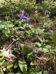Primula fassettii