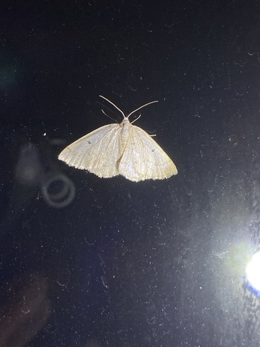 Gray Spring Moth photo 6