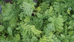 Tanacetum vulgare crispum