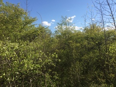 Crataegus suborbiculata