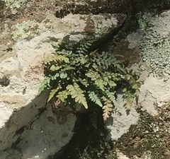 Asplenium bradleyi