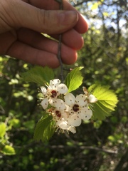 Crataegus canadensis