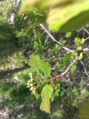 Crataegus integriloba