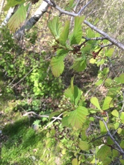 Crataegus integriloba