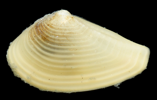 Nuculana minuta, 2019-04-22