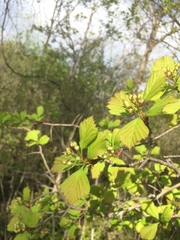 Crataegus integriloba
