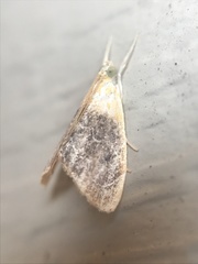 Glaphyria fulminalis