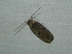 Agonopterix argillacea