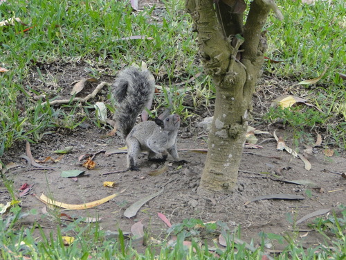 Sciurus nebouxii