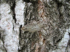 Paradarisa consonaria