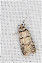 Scatochresis episema