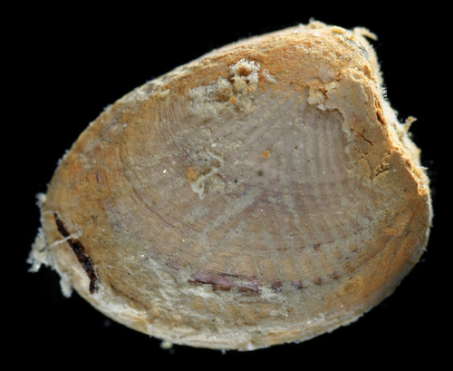 Acila castrensis observed 2019-04-24