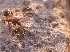 Veromessor chicoensis