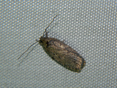 Agonopterix argillacea