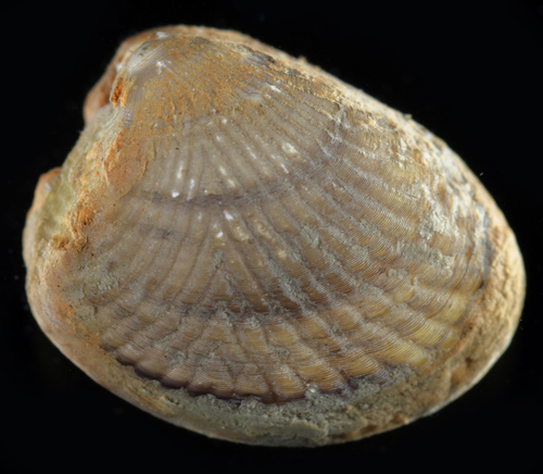 Acila castrensis observed 2019-04-24