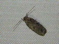 Agonopterix argillacea