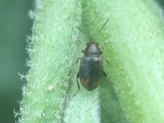 Epitrix hirtipennis