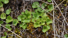 Dichondra microcalyx