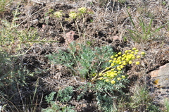Lomatium donnellii