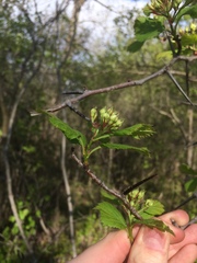 Crataegus integriloba