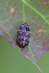 Brachys ovatus