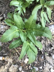 Angelica scabrida