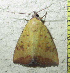 Phytometra subflavalis