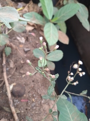 Cyanthillium cinereum