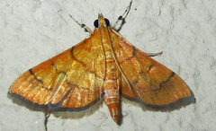Orphanostigma