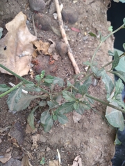 Cyanthillium cinereum