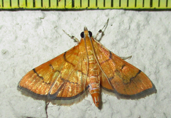 Orphanostigma