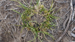 Cyperus seslerioides