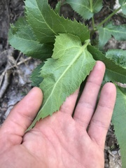 Angelica scabrida