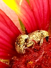 Trigonorhinus limbatus